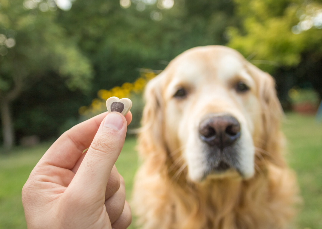 Dogs can count, to some extent